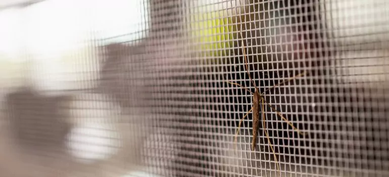 Repair Mosquito Mesh For Windows in Sunrise, FL